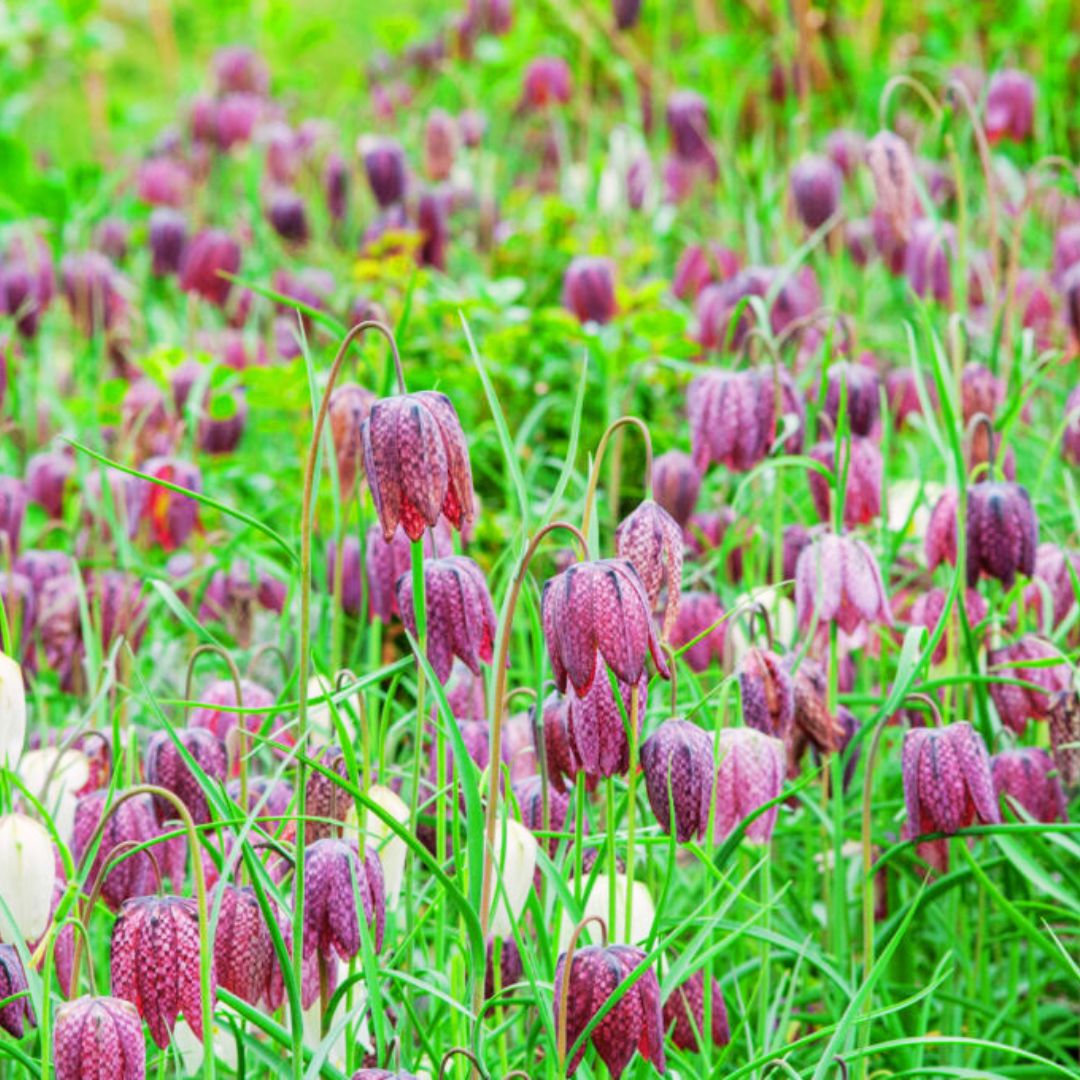 'Snake’s Head' Fritillaria