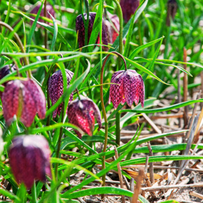'Snake’s Head' Fritillaria