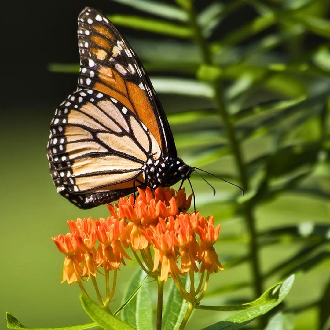 'Butterfly Weed' Milkweed | Orange