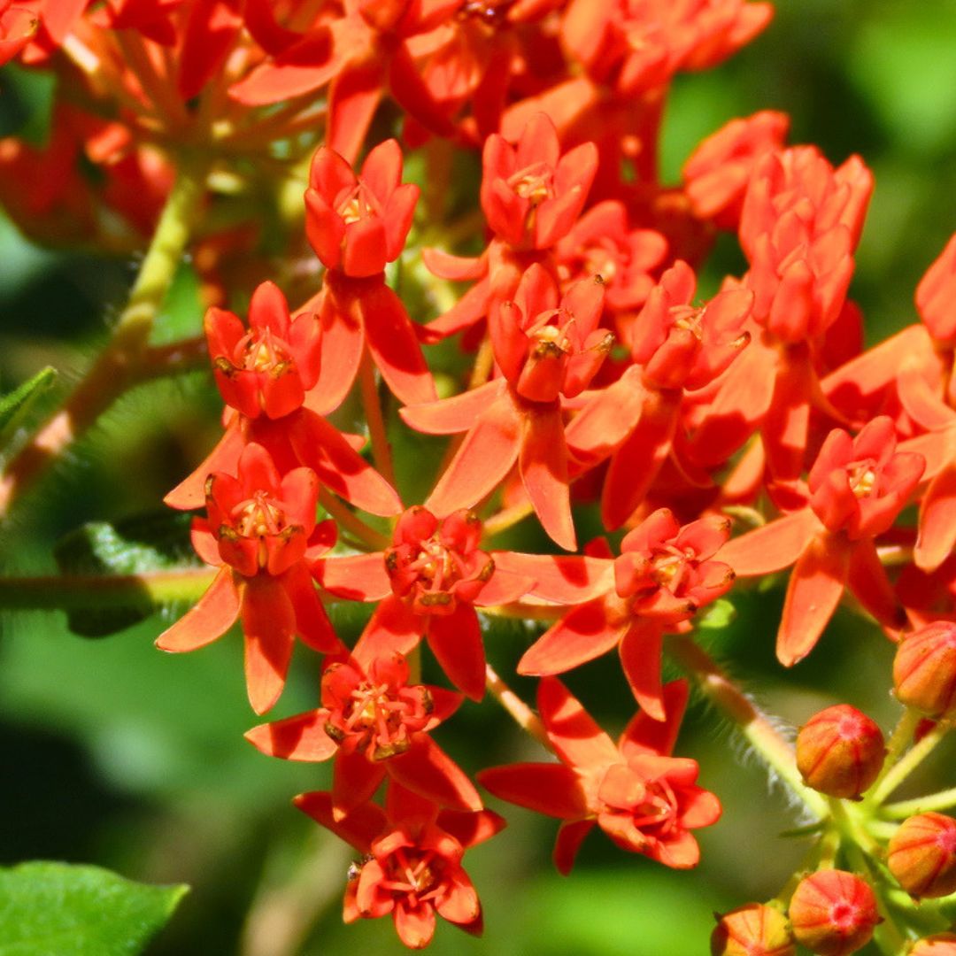 'Butterfly Weed' Milkweed | Orange