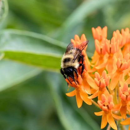 'Butterfly Weed' Milkweed | Orange