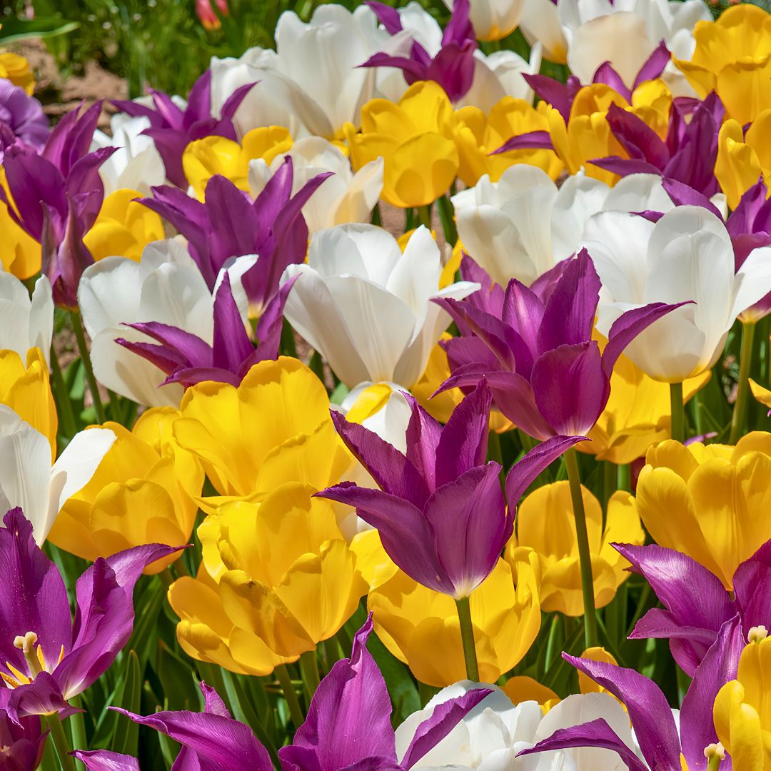 Mid–Late 'Cakewalk' Tulip Blend