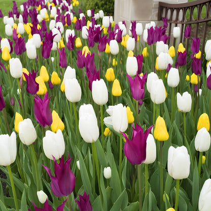 Mid–Late 'Cakewalk' Tulip Blend