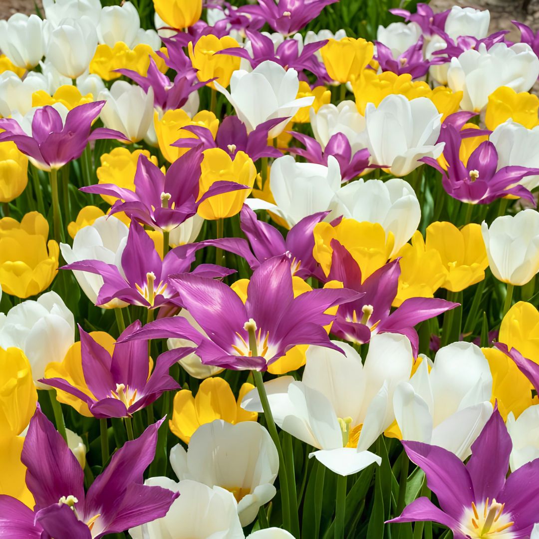 Mid–Late 'Cakewalk' Tulip Blend