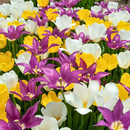 Mid–Late 'Cakewalk' Tulip Blend