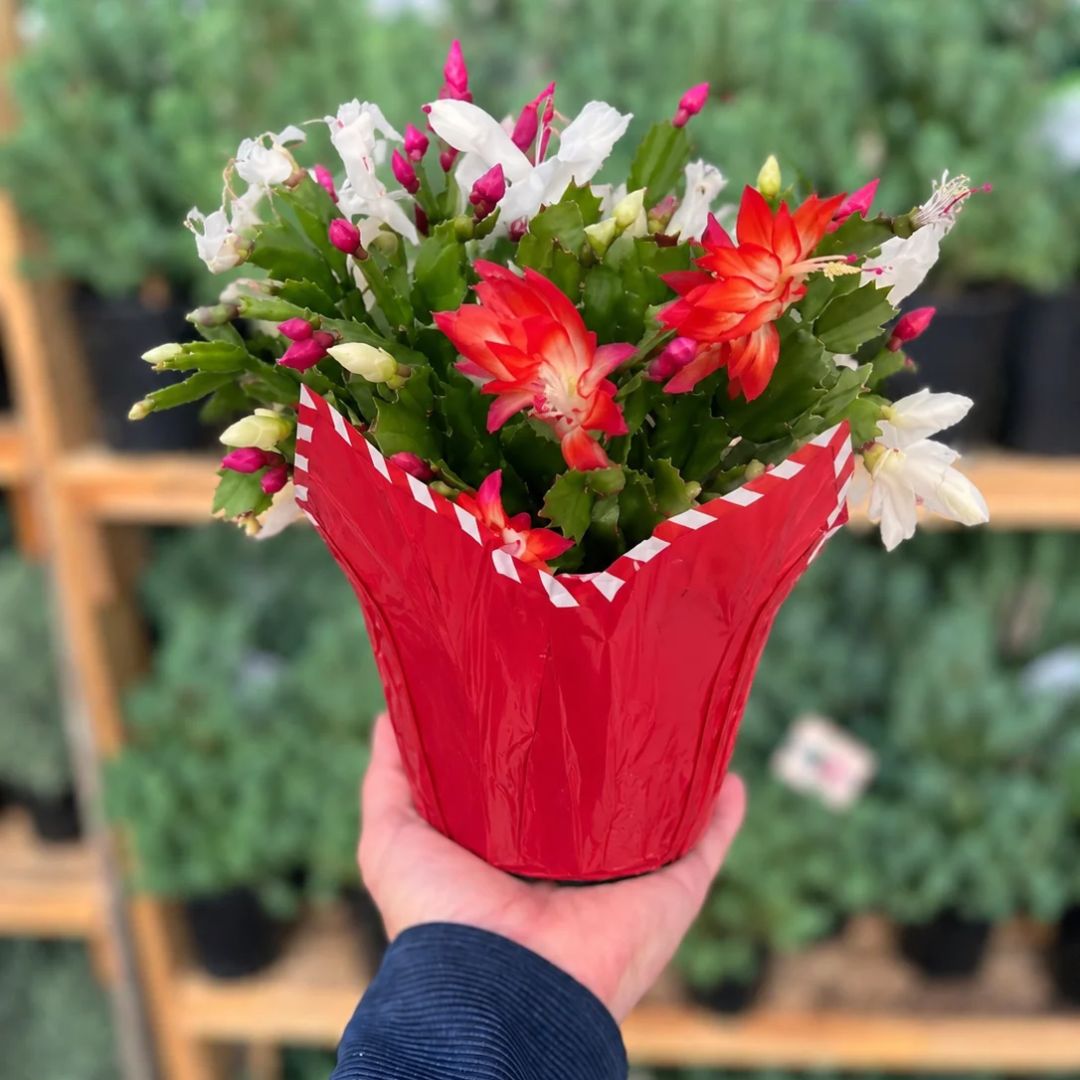 Candy Cane Christmas Cactus – Fiddleheads Garden Center