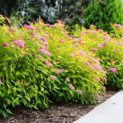 Double Play Candy Corn Spirea