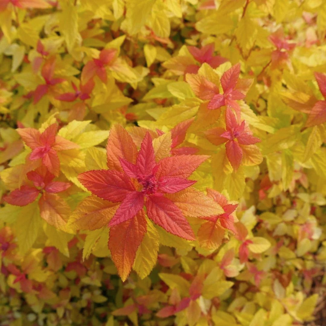 Double Play Candy Corn Spirea