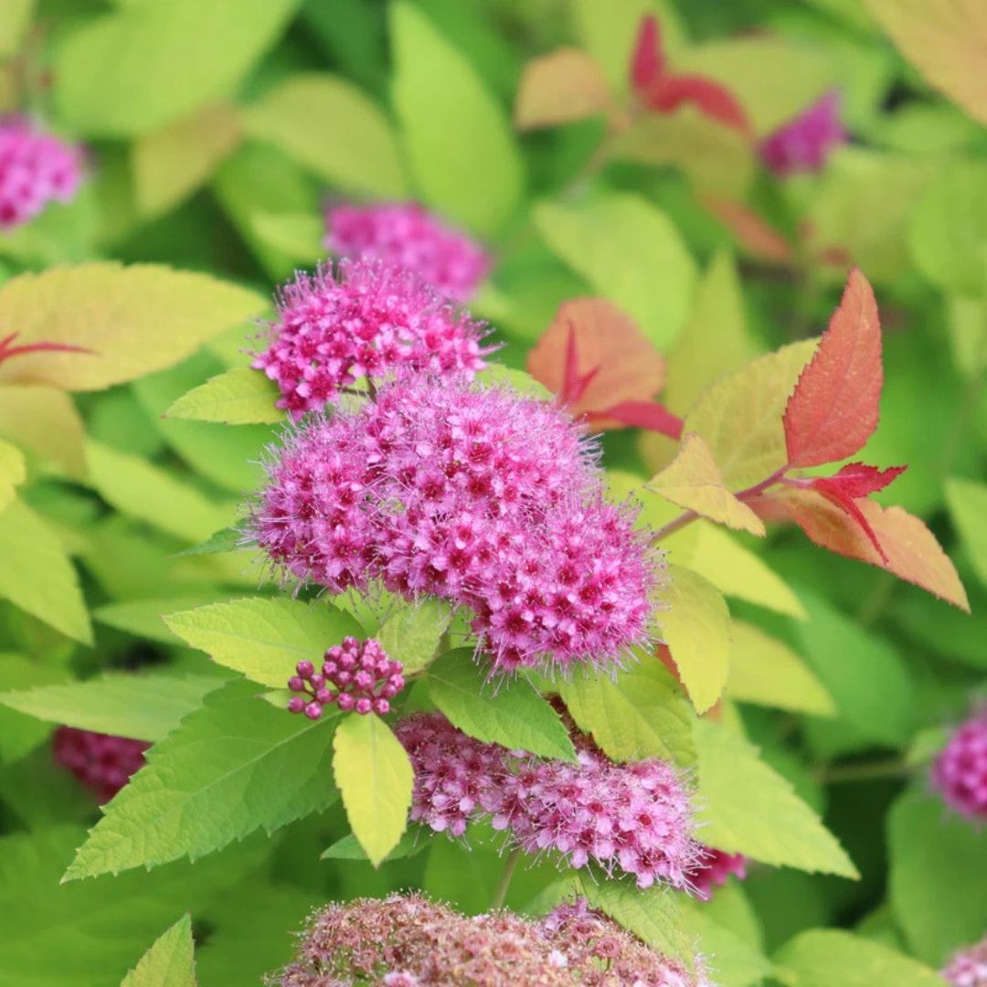 Double Play Candy Corn Spirea