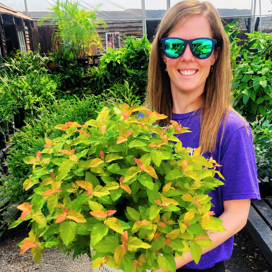 Double Play Candy Corn Spirea