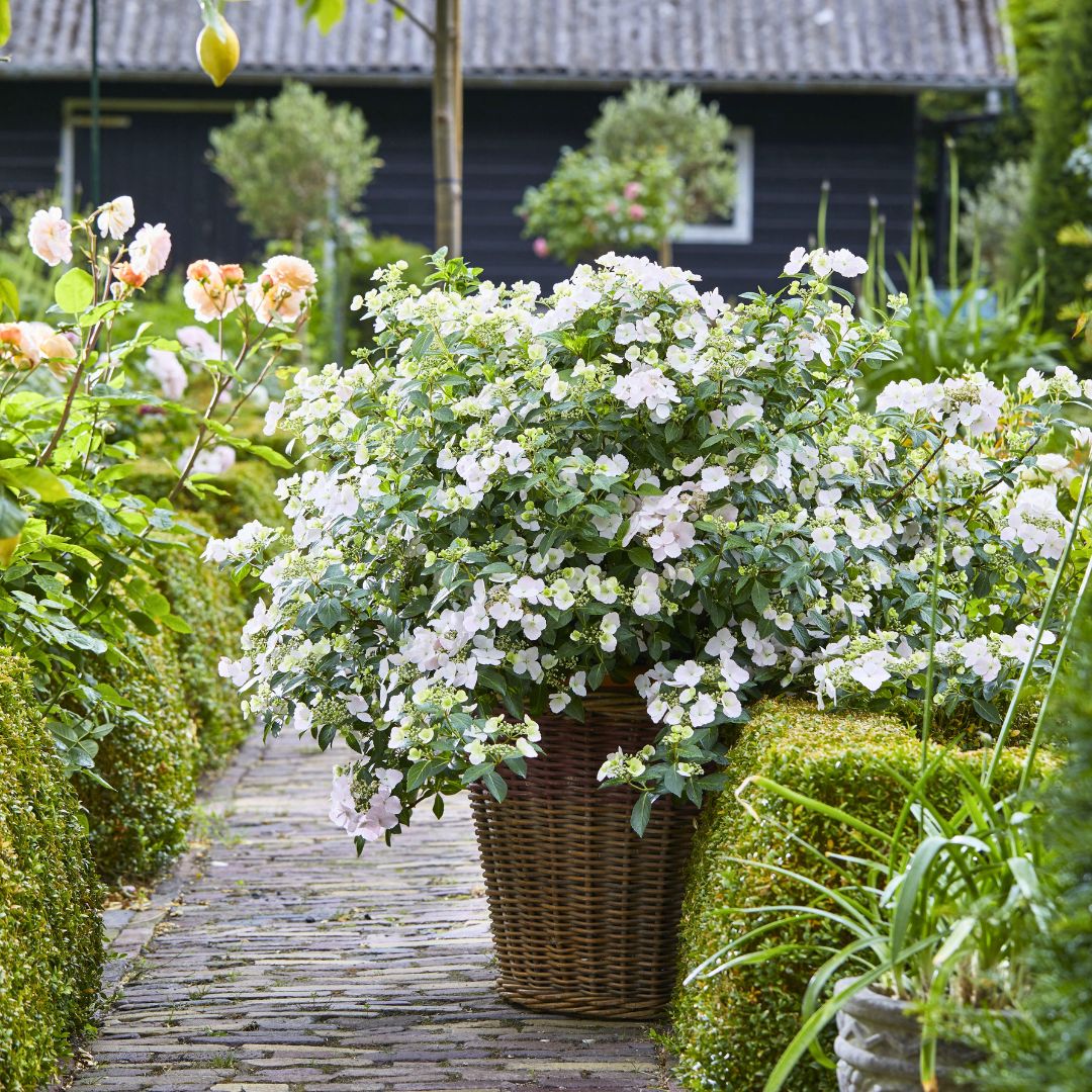 Cascading Hydrangea | Fairytrail Bride