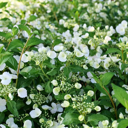 Cascading Hydrangea | Fairytrail Bride