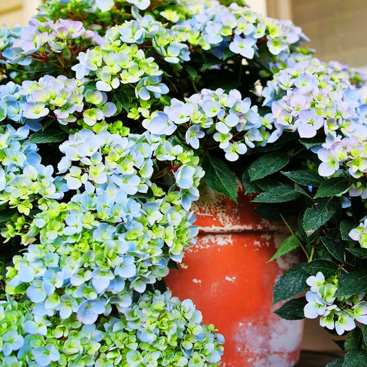 Cascading Hydrangea | Fairytrail Fresco
