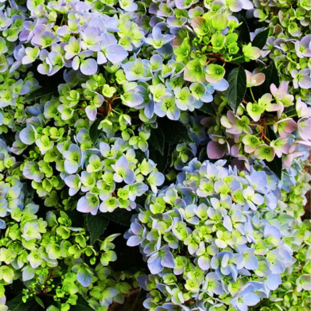 Hydrangea4936　0419 Cascading Hydrangea | Fairytrail Fresco – Fiddleheads Garden Center