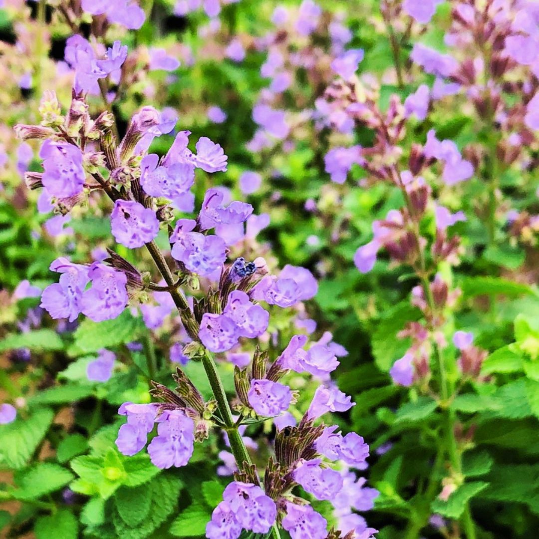 'Cat's Pajamas' Catmint