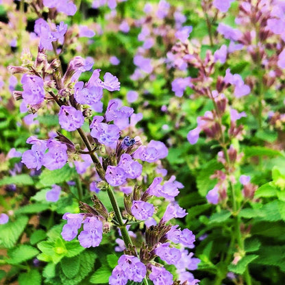 'Cat's Pajamas' Catmint
