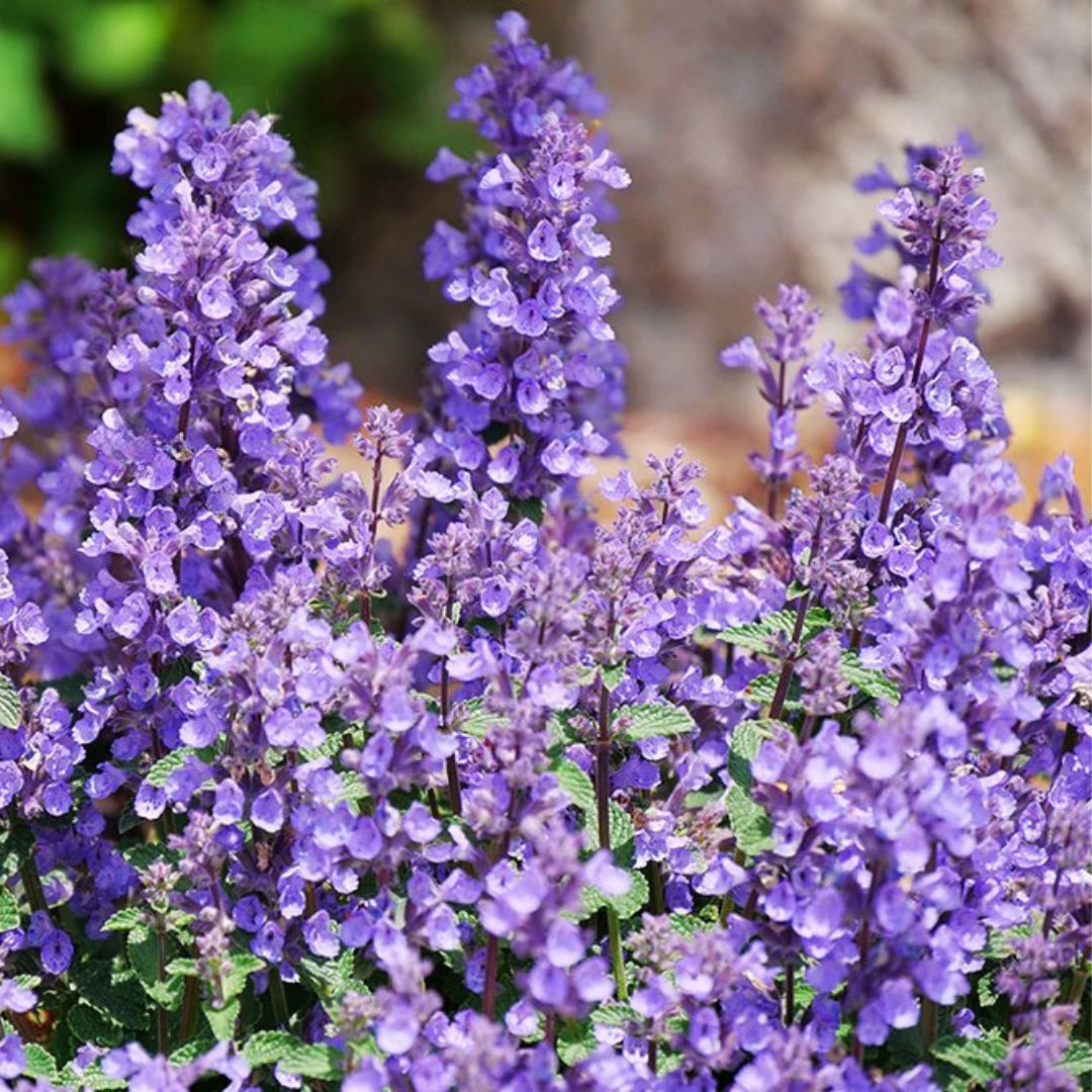 'Cat's Pajamas' Catmint