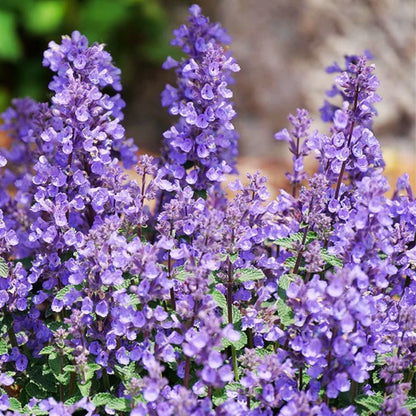 'Cat's Pajamas' Catmint