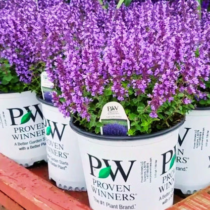 'Cat's Pajamas' Catmint