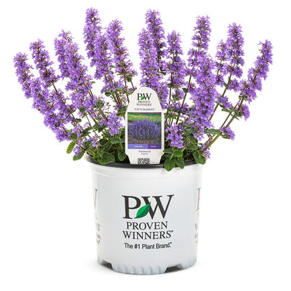 'Cat's Pajamas' Catmint