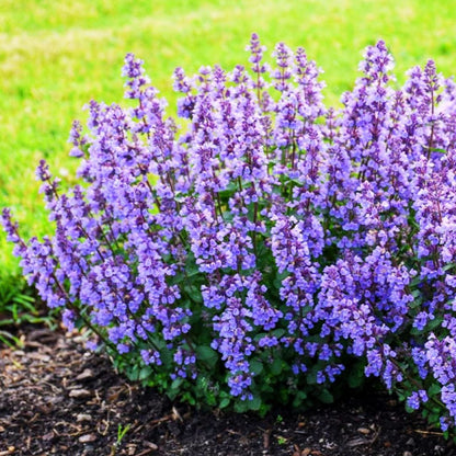 'Cat's Pajamas' Catmint