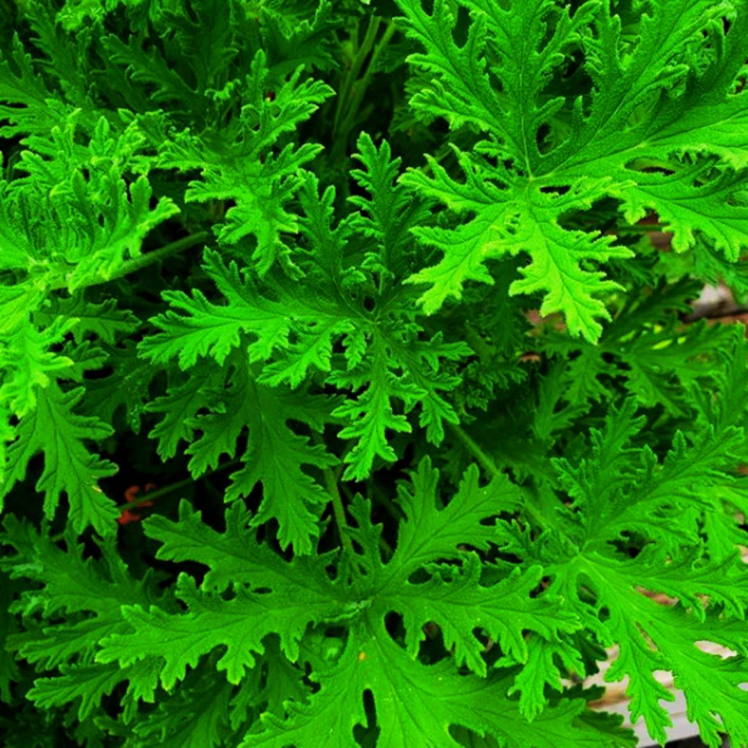 Citronella
