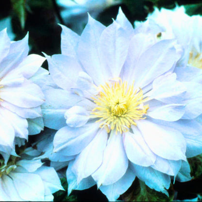 Clematis 'Belle of Woking'