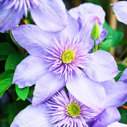 Clematis 'Blue Light'