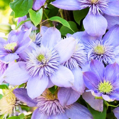 Clematis 'Blue Light'