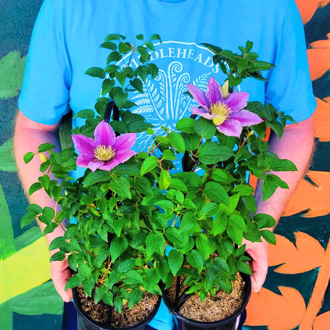 Clematis 'Little Duckling'