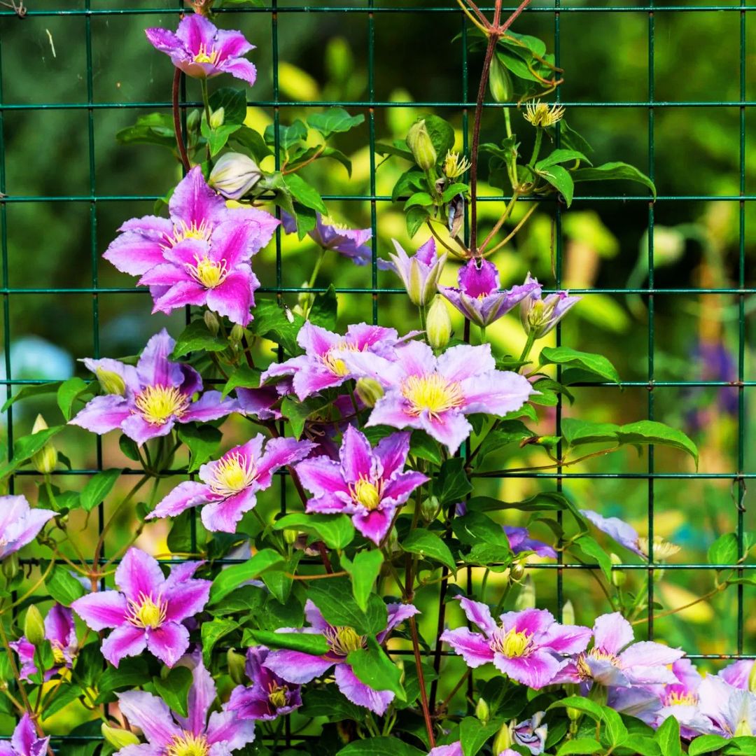 Clematis 'Little Duckling'