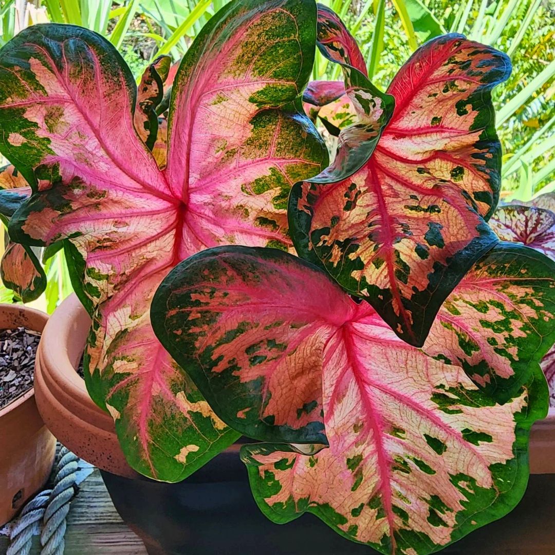 Caladium 'Clowning Around'