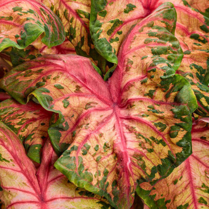 Caladium 'Clowning Around'