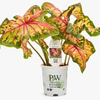 Caladium 'Clowning Around'