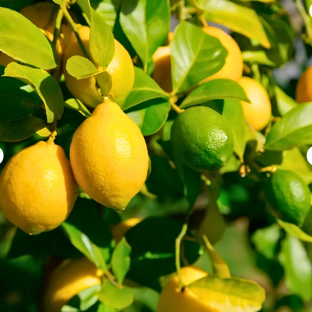 Citrus Cocktail Bush