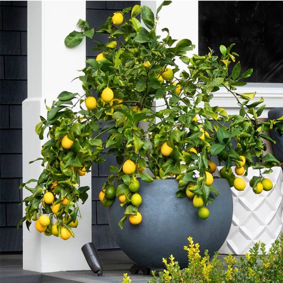 Citrus Cocktail Bush