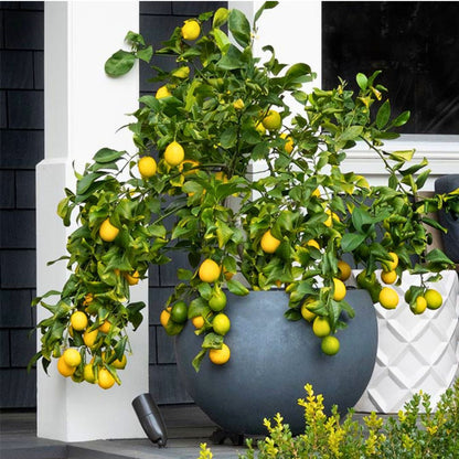 Citrus Cocktail Bush