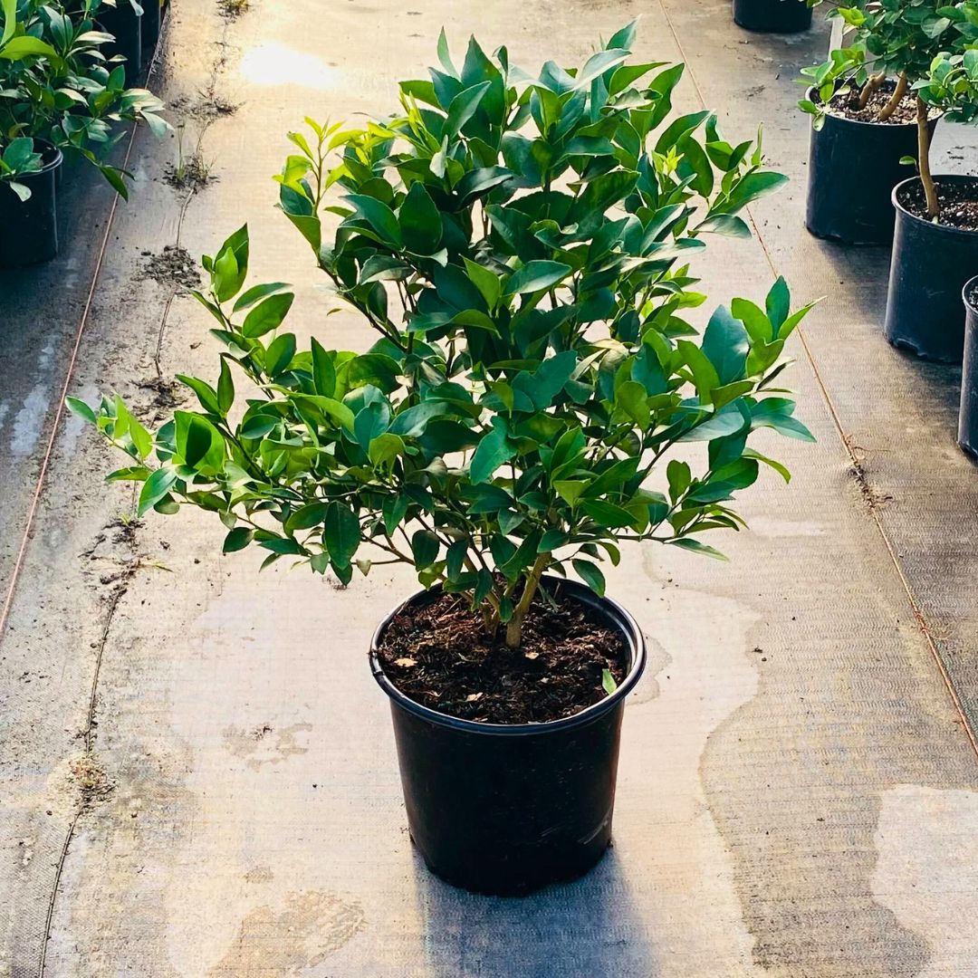 Citrus Cocktail Bush