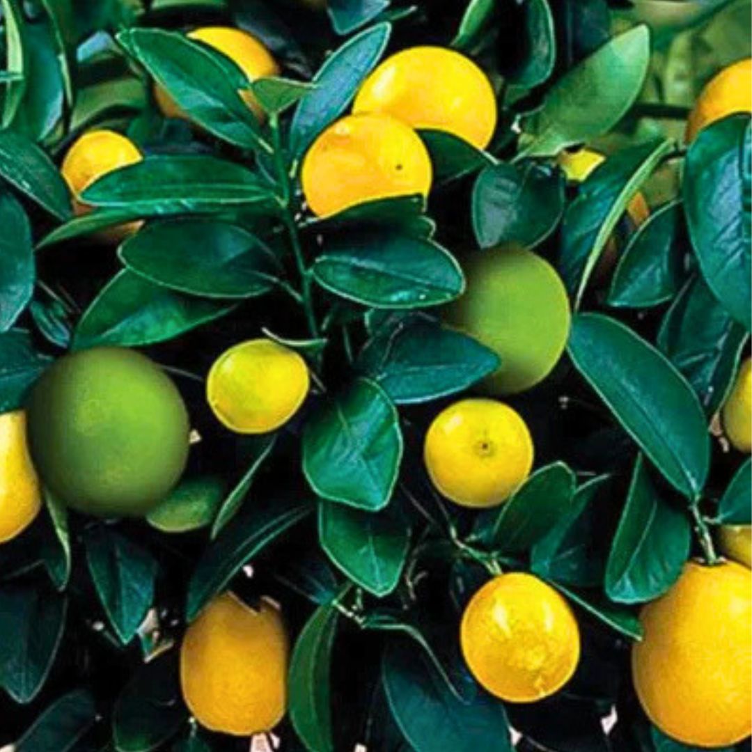 Citrus Cocktail Bush