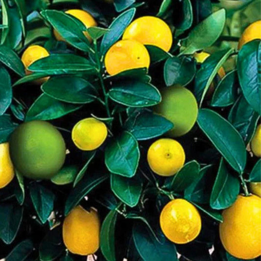 Citrus Cocktail Bush