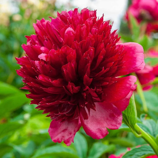 Peony 'Command Performance'