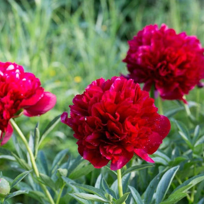 Peony 'Command Performance'