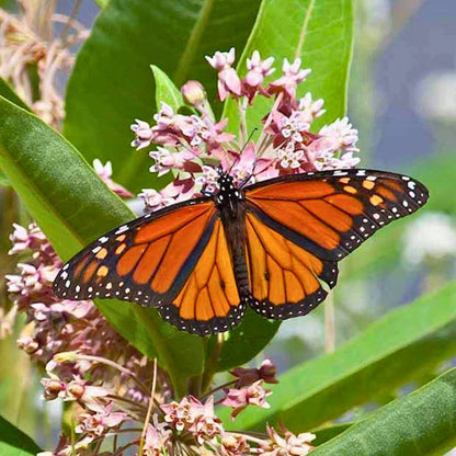 'Monarch Munchie' Classic Milkweed | Pink
