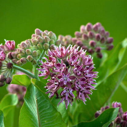 'Monarch Munchie' Classic Milkweed | Pink