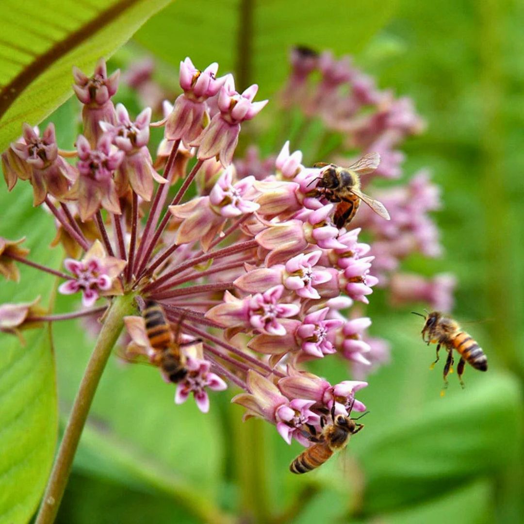 'Monarch Munchie' Classic Milkweed | Pink