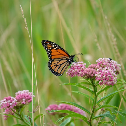 'Monarch Munchie' Classic Milkweed | Pink