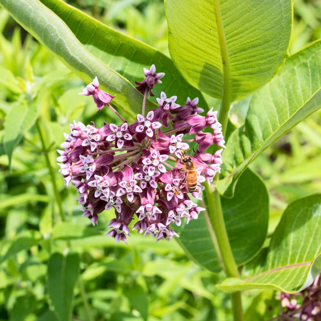 'Monarch Munchie' Classic Milkweed | Pink