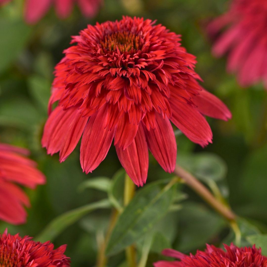 Coneflower Double Scoop 'Strawberry Gum Deluxe'