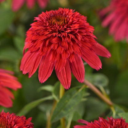 Coneflower Double Scoop 'Strawberry Gum Deluxe'