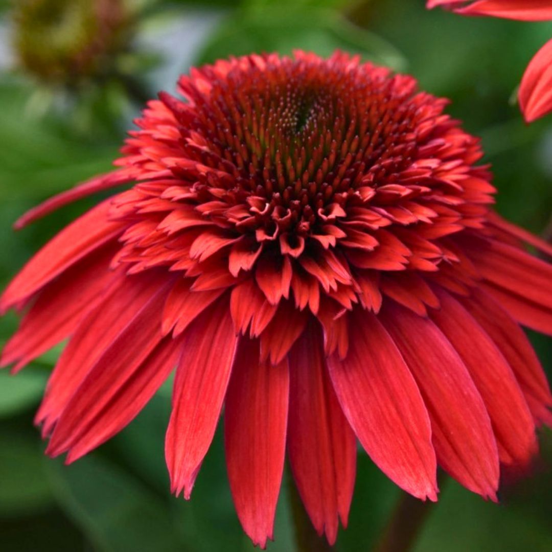 Coneflower Double Scoop 'Strawberry Gum Deluxe'